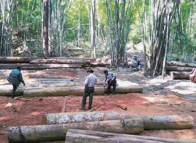 Myanmar authorities seized over 463.2 tons of illegal timber 